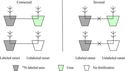 Effects of physiological integration on nitrogen use efficiency of moso bamboo in homogeneous and heterogeneous environments